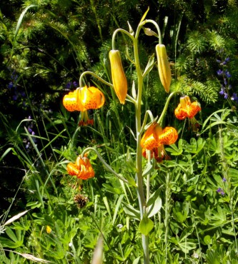 Woodbrook Native Plant Nursery