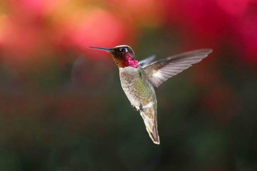 Anna's Hummingbird