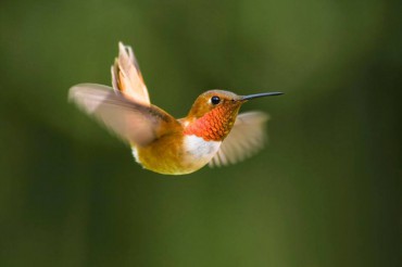 Rufous Hummingbird