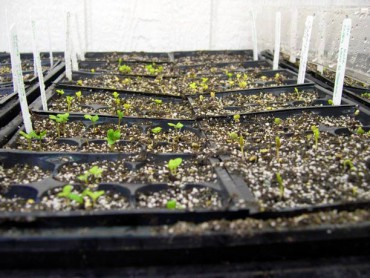Seedlings in Greenhouse