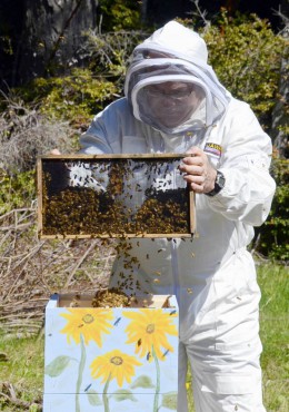 Frank Wilson, shaking a package of bees into a Warre hive.