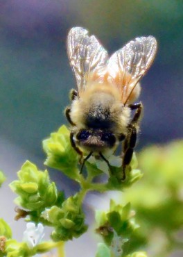 Busy visiting a plant