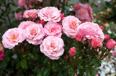 Sexy Rexy floribunda