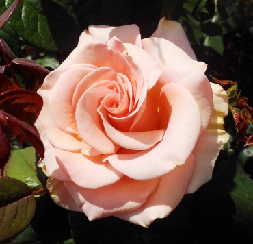 Marilyn Monroe hybrid tea rose