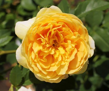 Golden Celebration David Austin English rose