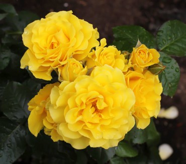 Sparkle and Shine floribunda