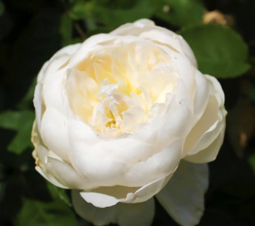 Glamis Castle David Austin English rose