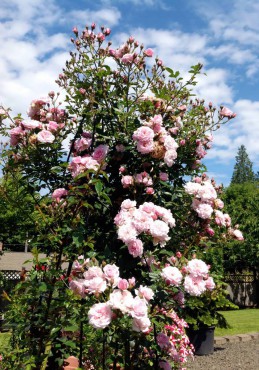 Jeanne Lajoie climbing miniature rose