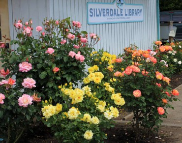 Silverdale Library garden in full bloom in June