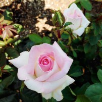 Francis Meilland hybrid tea rose