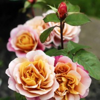 Distant Drums shrub (The large category of modern shrub roses)