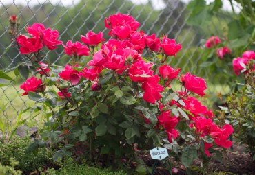 Knock Out shrub (The large category of modern shrub roses)