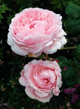 Eglantine David Austin English rose