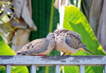 Mourning Doves