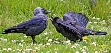 Ravens