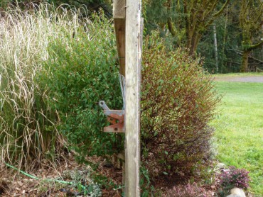 Cistus, inside and outside of a fence