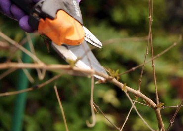 Tips for Successful Plant Pruning