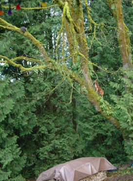 Raccoons, unfazed by the dog, sleeping in our big leaf maple tree