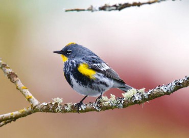 Yellow-rumped Warbler