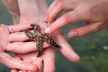Guests carefully handle a mottled sea star