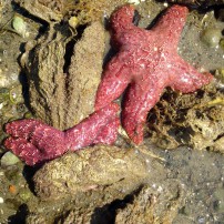 Low tides provide a unique opportunity to see starfish and other marine life.