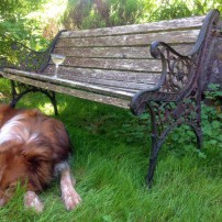 Dog And Park Bench