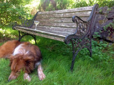 Dog And Park Bench