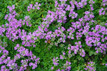 Ground Cover Elfin thyme