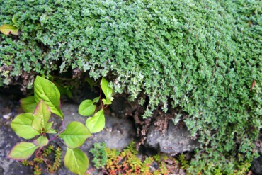 Ground Cover Woolly thyme