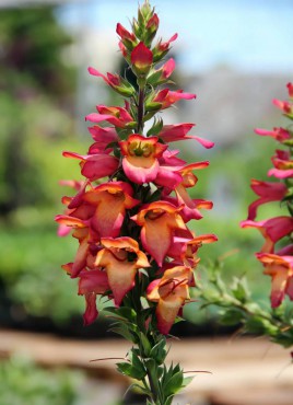 Digitalis Illumination 'Flame'