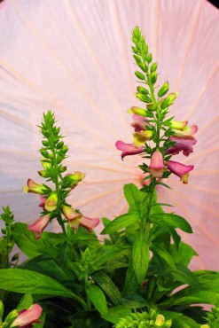 Digitalis x hybridus 'Ruby Glow'