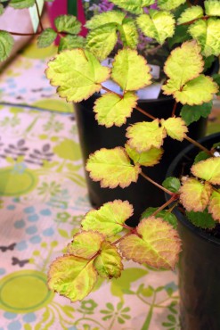 Astilbe 'Amber Moon'