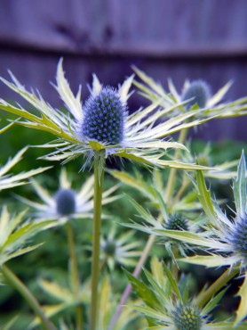 Eryngium 'Neptune's Gold' in bloom (Photo courtesy Plants For Europe Limited)