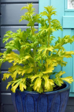 Eryngium 'Neptune's Gold' (Photo courtesy Plants For Europe Limited)