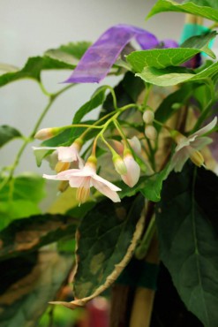 Styrax japonicus 'JL Weeping'