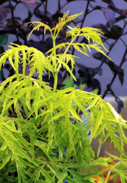 Sambucus racemosa 'SMNSRD'