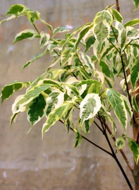 Cornus 'KV10-105v'