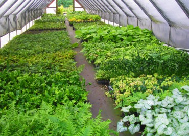 Sundquist Nursery A production coldframe