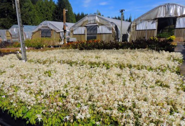 Sundquist Nursery A crop of epimedium in full bloom