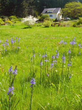 Sundquist Nursery Native camas brightens the pasture in May.