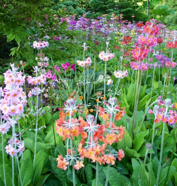 Sundquist Nursery Candelabra primroses in the Sundquist preschool gardens