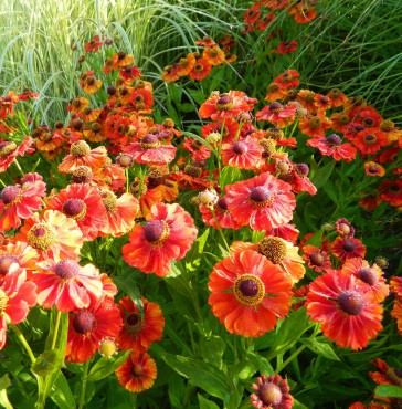 Sundquist Nursery Helenium "Moerheim Beauty" glows in the Sundquist garden.