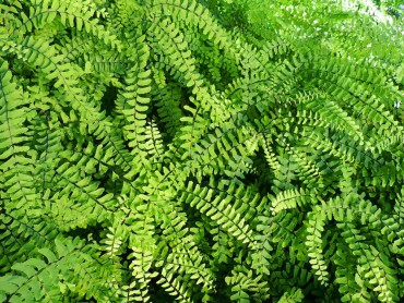 Sundquist Nursery Native maidenhair fern in production