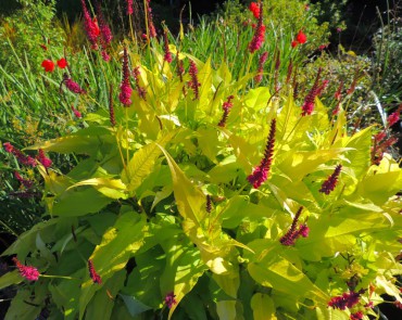 Sundquist Nursery Persicaria "Golden Arrows"