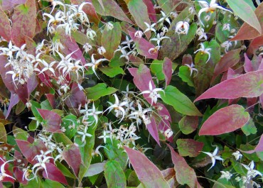 Sundquist Nursery Dramatic spring growth and blooms on Epimedium affinity wushanense (Wushan fairy wings)