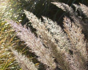 Sundquist Nursery Diamond grass (Calamagrostis brachytricha) in the meadow border