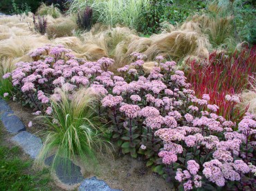 Sundquist Nursery Sedum Matrona and feather grass in the meadow border