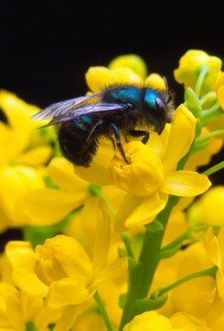 Mason Bees