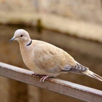 Eurasian collared dove, latin name Streptopelia decaocto
