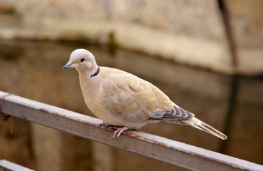 Eurasian collared dove, latin name Streptopelia decaocto